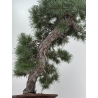 Pinus sylvestris -pino s- europeo- I-8741 vista 5