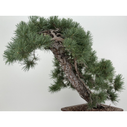 Pinus sylvestris -pino s- europeo- I-8741 vista 6