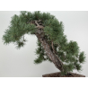 Pinus sylvestris -pino s- europeo- I-8741 vista 6