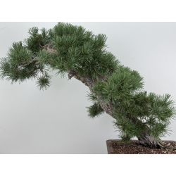 Pinus sylvestris -pino s- europeo- I-8741 vista 7