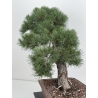 Pinus sylvestris -pino s- europeo- I-8741 vista 8