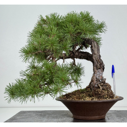 Pinus sylvestris - pino silvestre europeo - I-8757