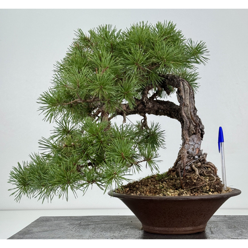 Pinus sylvestris I-8757