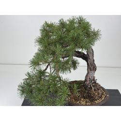 Pinus sylvestris - pino silvestre europeo - I-8757 vista 2