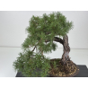 Pinus sylvestris I-8757 view 2