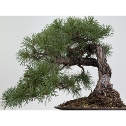 Pinus sylvestris - pino silvestre europeo - I-8757 vista 3