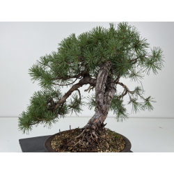 Pinus sylvestris - pino silvestre europeo - I-8757 vista 4