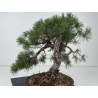 Pinus sylvestris - pino silvestre europeo - I-8757 vista 4