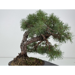 Pinus sylvestris - pino silvestre europeo - I-8757 vista 5