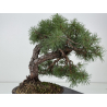 Pinus sylvestris - pino silvestre europeo - I-8757 vista 5