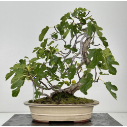 Ficus carica -higuera- I-8758