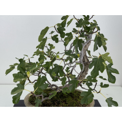 Ficus carica -higuera- I-8758 vista 2