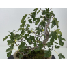 Ficus carica -higuera- I-8758 vista 2