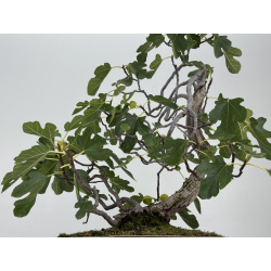 Ficus carica I-8758 view 3