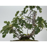 Ficus carica I-8758 view 3