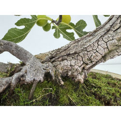 Ficus carica -higuera- I-8758 vista 4