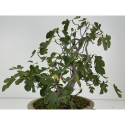 Ficus carica -higuera- I-8758 vista 5