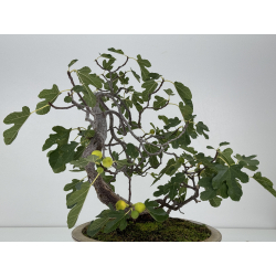 Ficus carica -higuera- I-8758 vista 6
