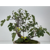 Ficus carica -higuera- I-8758 vista 6