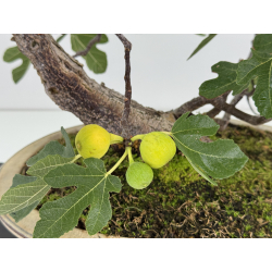 Ficus carica -higuera- I-8758 vista 7