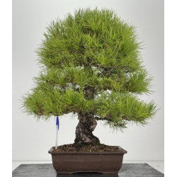 Pinus densiflora -pino rojo japonés- I-8759