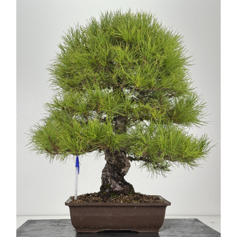 Pinus densiflora -pino rojo japonés- I-8759