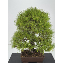 Pinus densiflora I-8757
