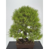 Pinus densiflora -pino rojo japonés- I-8759 vista 2