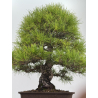 Pinus densiflora -pino rojo japonés- I-8759 vista 3