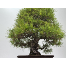 Pinus densiflora -pino rojo japonés- I-8759 vista 4
