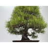 Pinus densiflora -pino rojo japonés- I-8759 vista 4