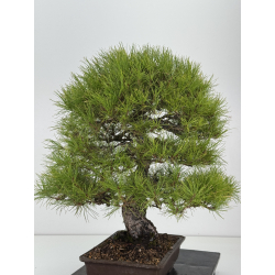 Pinus densiflora I-8757