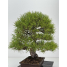 Pinus densiflora -pino rojo japonés- I-8759 vista 5