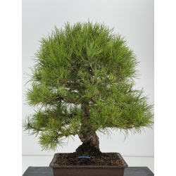 Pinus densiflora -pino rojo japonés- I-8759 vista 6