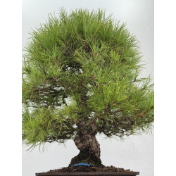 Pinus densiflora I-8757