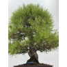 Pinus densiflora -pino rojo japonés- I-8759 vista 7