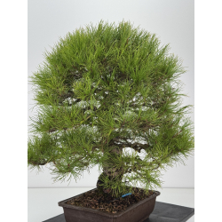 Pinus densiflora -pino rojo japonés- I-8759 vista 8