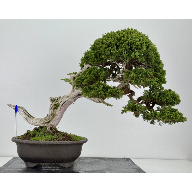 Juniperus sabina -sabina rastrera- I-8743