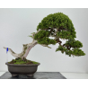 Juniperus sabina I-8743