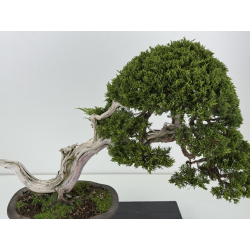 Juniperus sabina I-8743 view 2