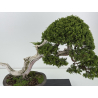 Juniperus sabina -sabina rastrera- I-8743 vista 2