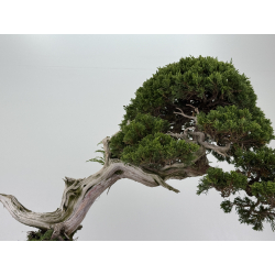 Juniperus sabina -sabina rastrera- I-8743 vista 3
