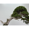Juniperus sabina I-8743 view 3