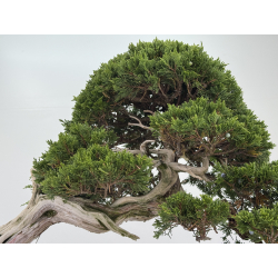 Juniperus sabina -sabina rastrera- I-8743 vista 4