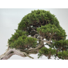 Juniperus sabina -sabina rastrera- I-8743 vista 4