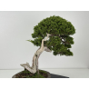 Juniperus sabina -sabina rastrera- I-8743 vista 5