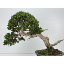 Juniperus sabina I-8743 view 6