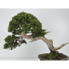 Juniperus sabina -sabina rastrera- I-8743 vista 6