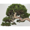 Juniperus sabina I-8743 view 7