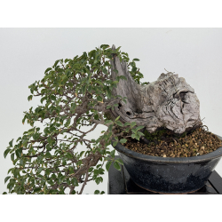 Prunus mahaleb I-8748 view 2